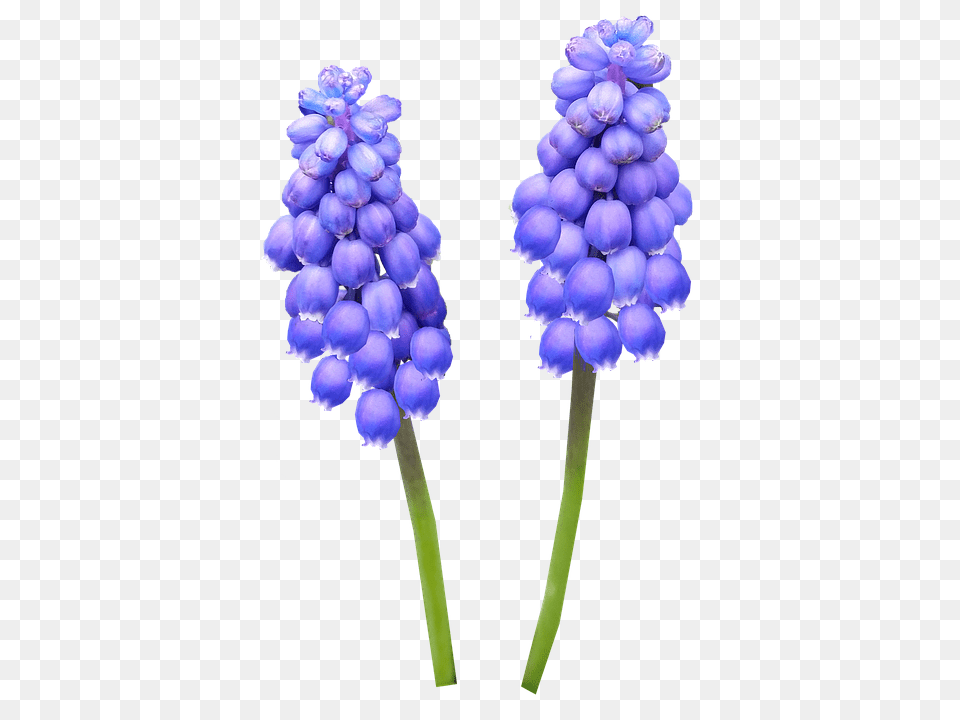 Hyacinth Flower, Lupin, Plant, Food Free Png Download