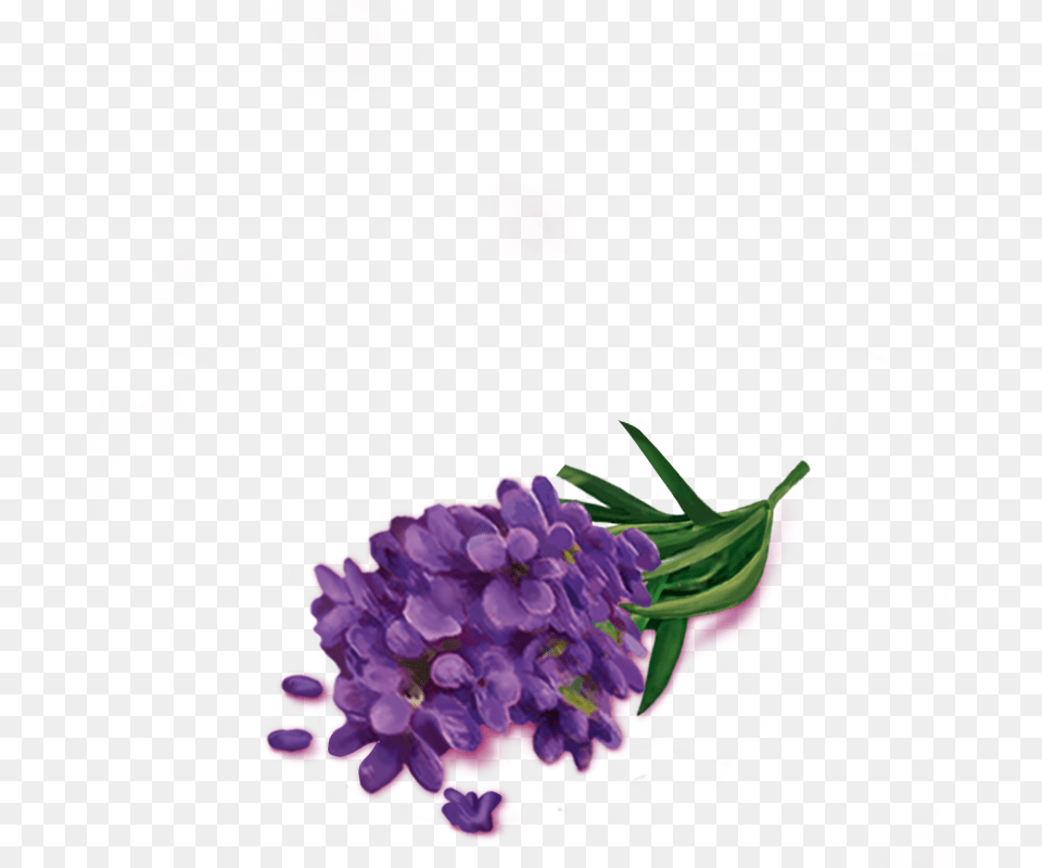 Hyacinth, Pattern, Art, Painting, Floral Design Png