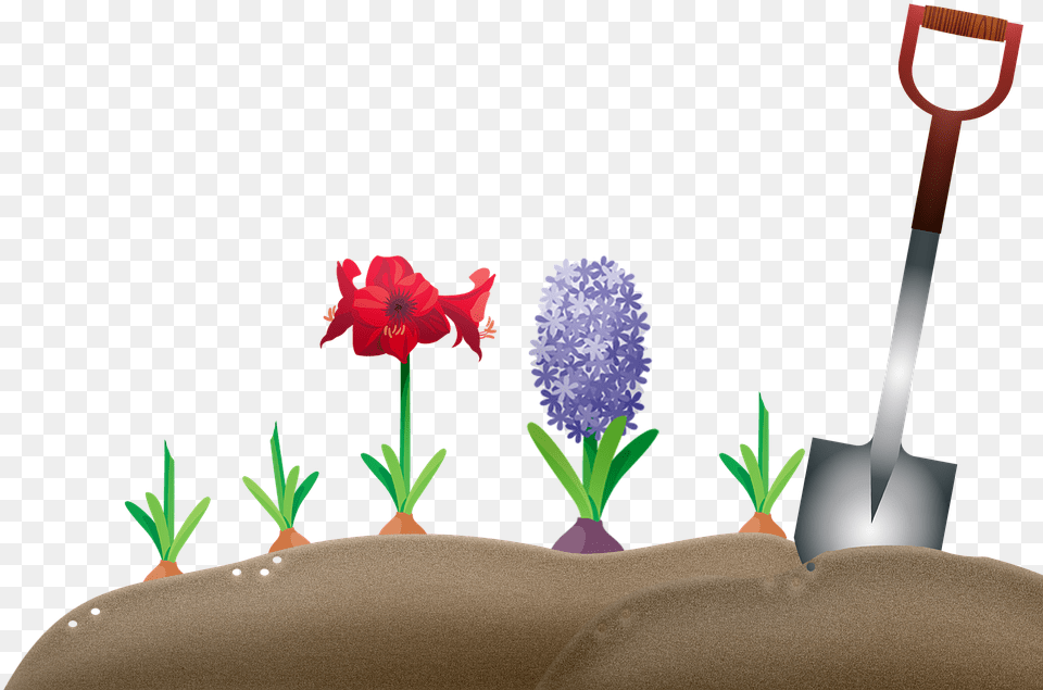 Hyacinth, Device, Shovel, Tool, Flower Png