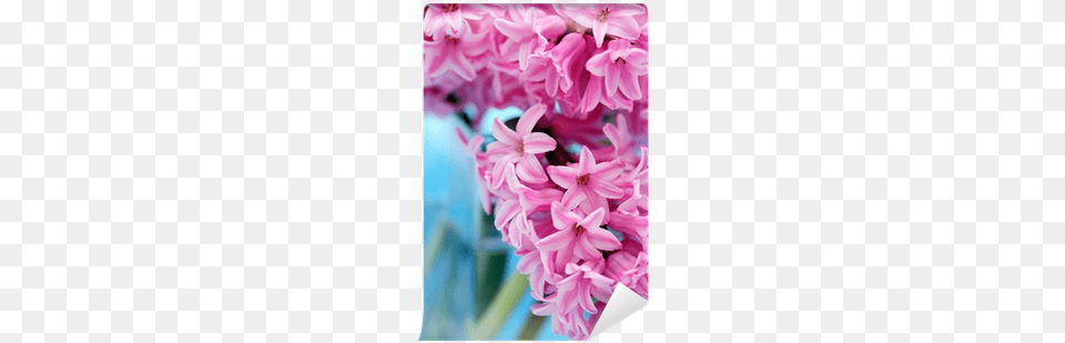 Hyacinth, Dahlia, Flower, Petal, Plant Free Png Download