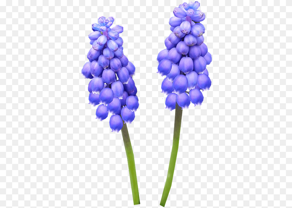 Hyacinth Bulb Blue Flower Grape Hyacinth, Lupin, Plant, Food, Fruit Png
