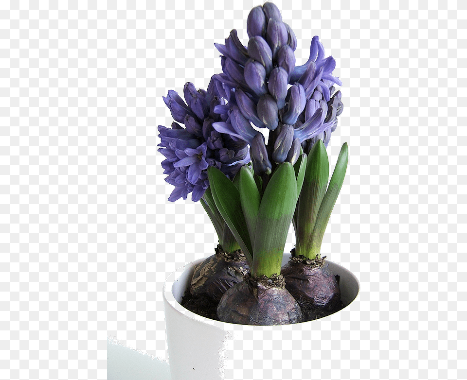 Hyacinth Bulbs, Flower, Flower Arrangement, Plant, Flower Bouquet Png Image