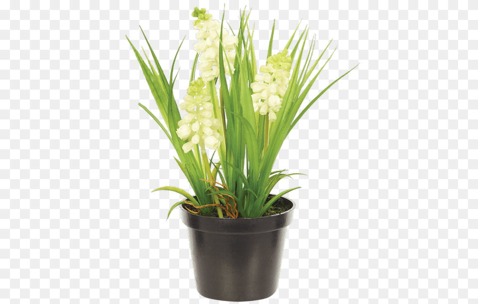 Hyacinth Bush In Planter White Moth Orchid, Flower, Flower Arrangement, Plant, Potted Plant Png