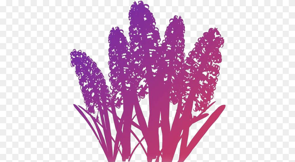 Hyacinth Flower Clipart Flower, Purple, Food, Produce, Plant Free Transparent Png