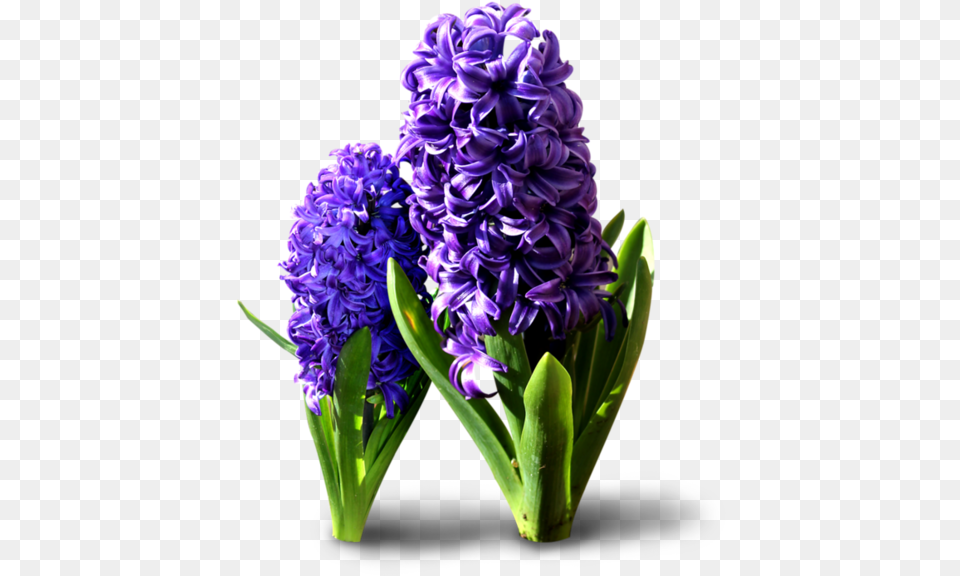 Hyacinth Flowers Transparent Background Hyacinthus Orientalis, Flower, Plant, Flower Arrangement, Lupin Png