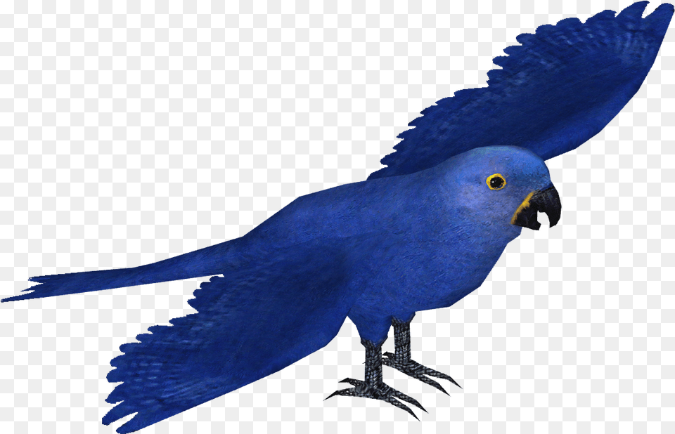 Hyacinth Macaw Wiki, Animal, Bird, Parrot Png