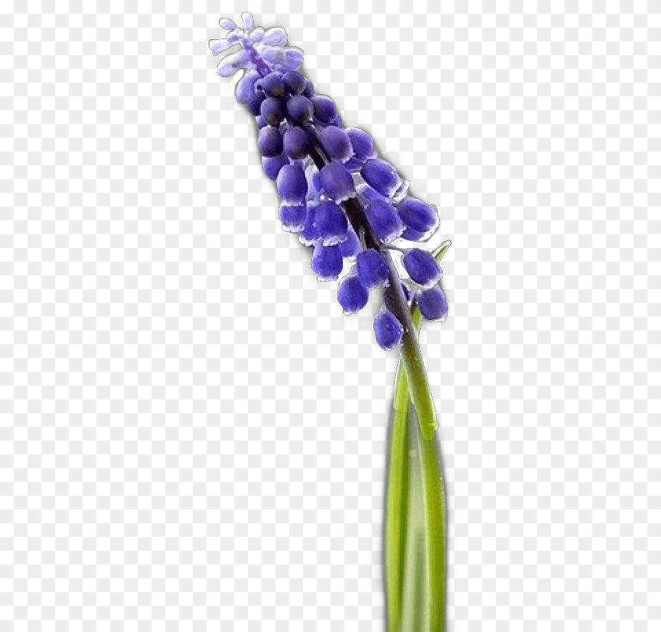 Hyacinth S Flower Freetoedit Grape Hyacinth, Plant, Purple, Lupin, Petal Png Image