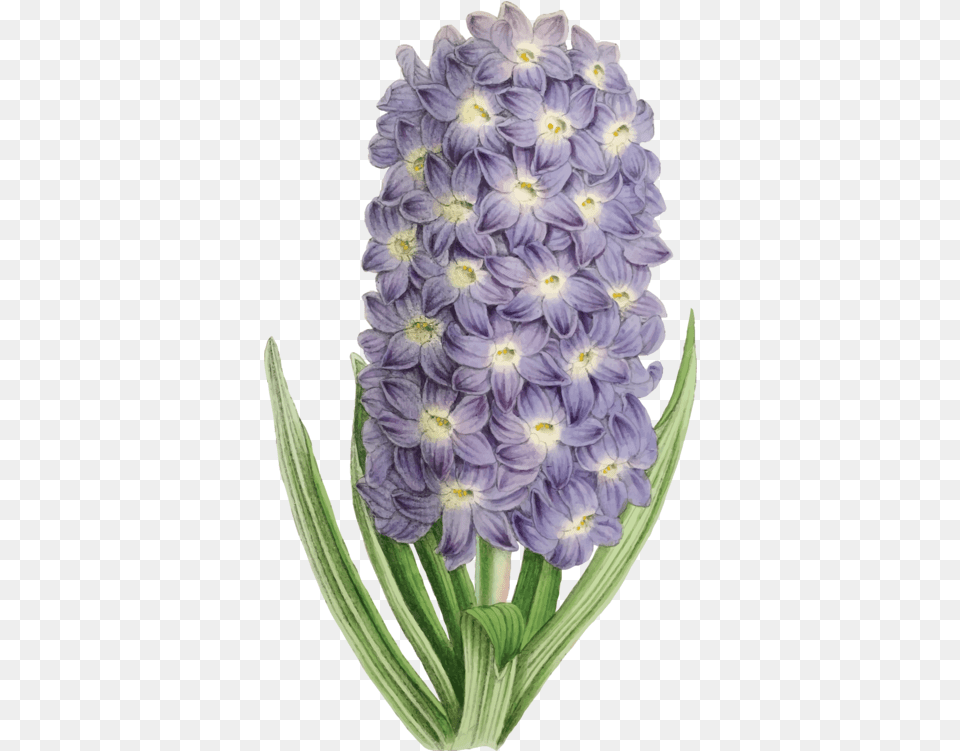 Hyacinthplantflower Clipart Royalty Svg Flower, Plant, Lupin Free Png Download