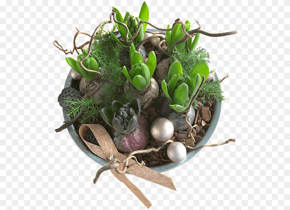 Hyacinths Decoration Flowers Plants Christmas Pote De Jacinthe Pour Noel, Plant, Potted Plant, Flower, Flower Arrangement Free Transparent Png