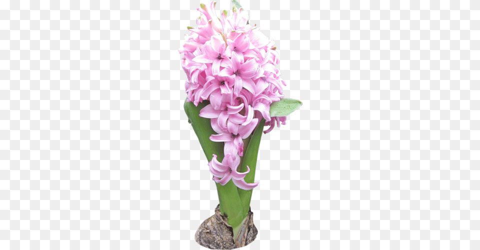 Hyacinths Drawing, Flower, Flower Arrangement, Plant, Flower Bouquet Free Png Download