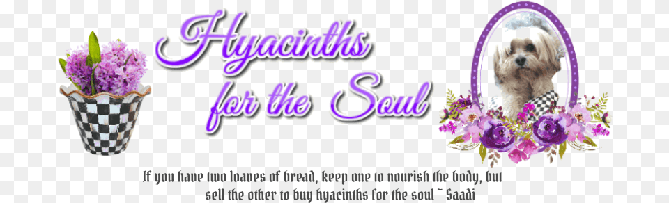 Hyacinths For The Soul 8quot Courtly Check Flower Pot, Purple, Plant, Flower Arrangement, Pet Free Png Download