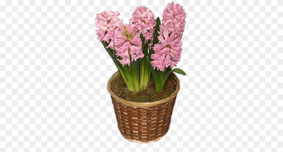 Hyacinths In Basket, Flower, Flower Arrangement, Plant, Potted Plant Free Png