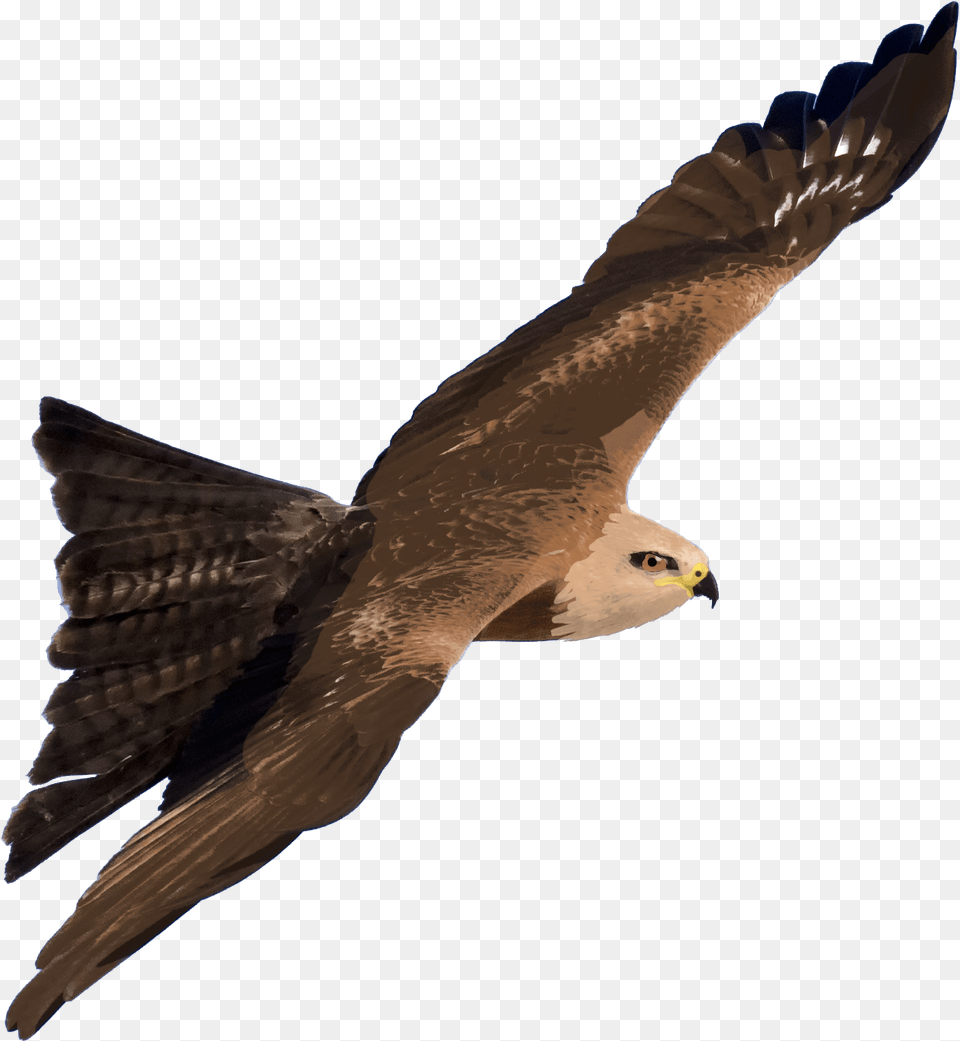 Hybrid Kite Wiki, Animal, Bird, Kite Bird, Buzzard Free Transparent Png