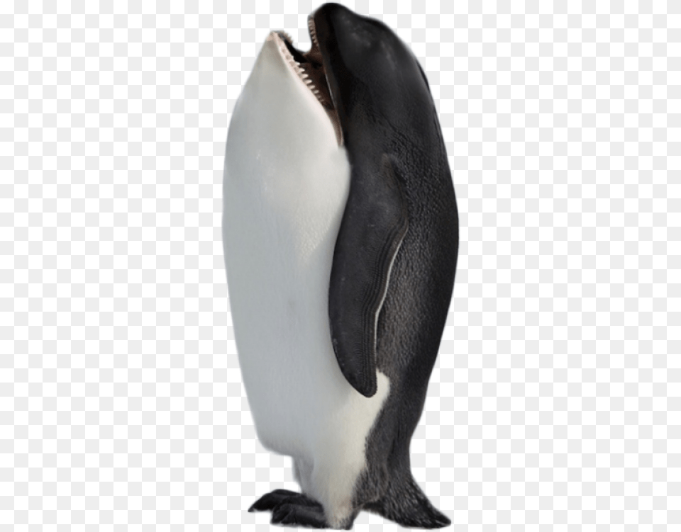 Hybrid Penguin Killer Whale Image Purepng Animal Hybrids Meme, Bird Png