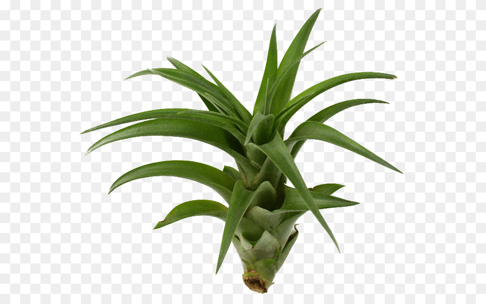 Hybrid Plant Clipart, Food, Fruit, Produce, Pineapple Free Png