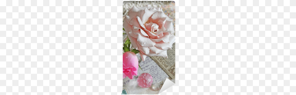 Hybrid Tea Rose, Flower, Flower Arrangement, Flower Bouquet, Petal Free Png