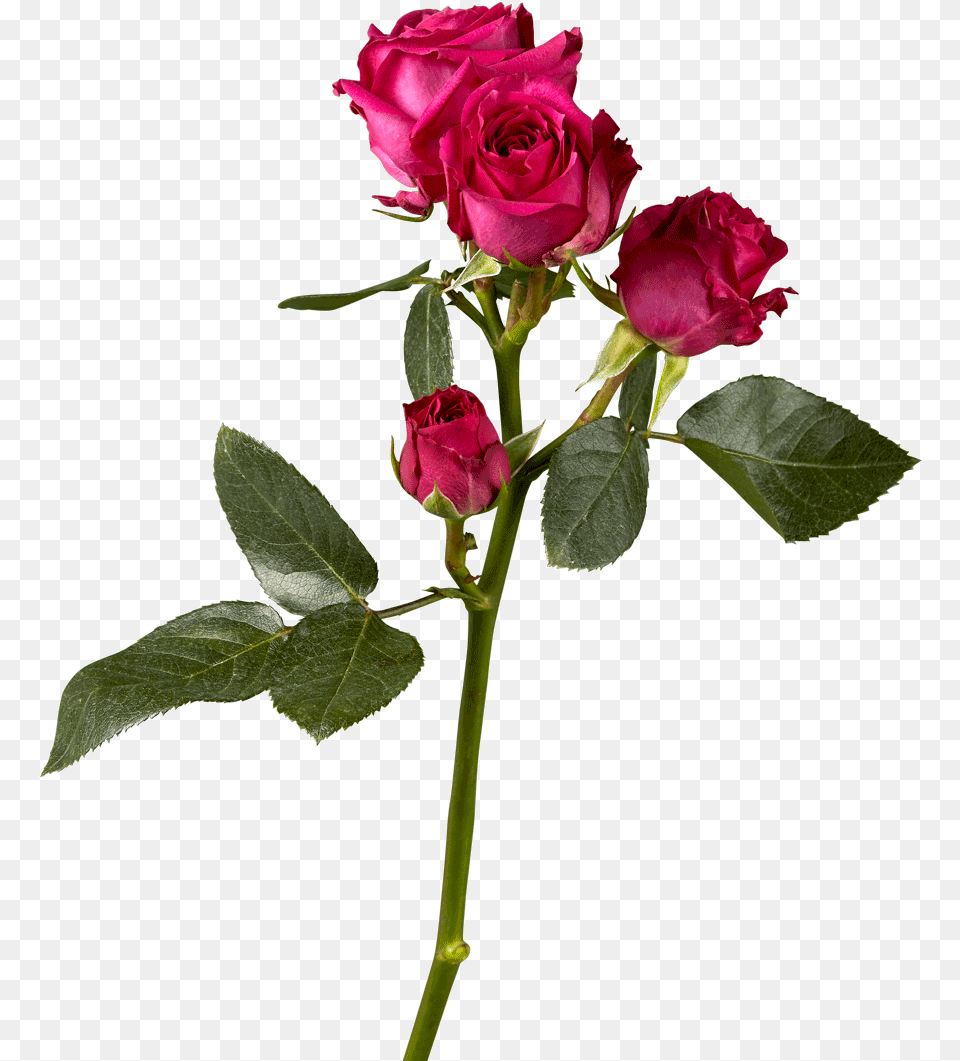Hybrid Tea Rose, Flower, Plant Free Png Download