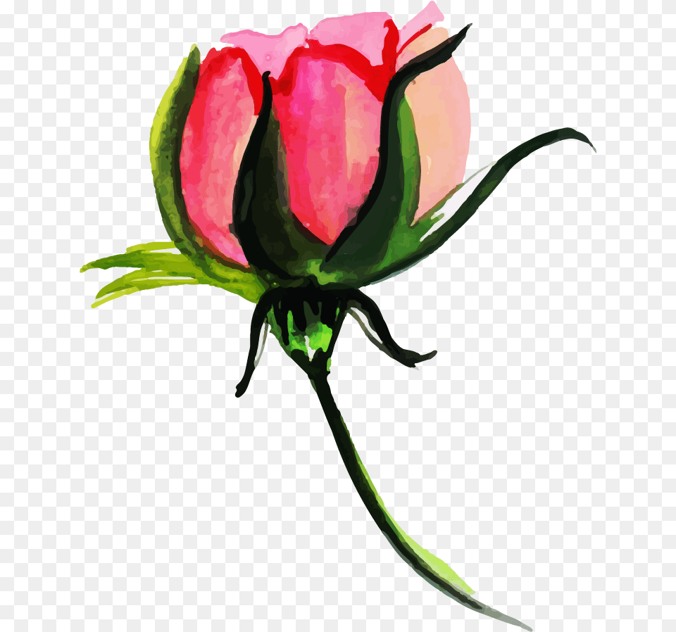 Hybrid Tea Rose, Flower, Plant Free Png