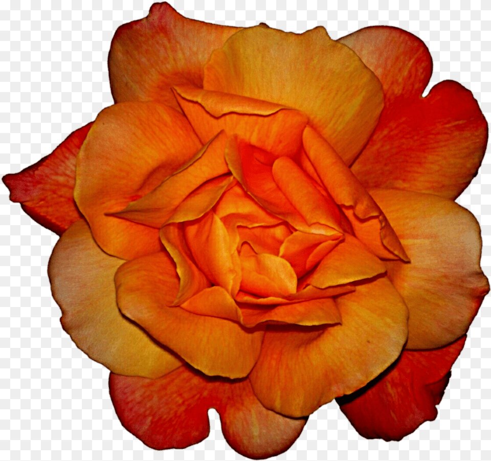 Hybrid Tea Rose, Flower, Petal, Plant Png