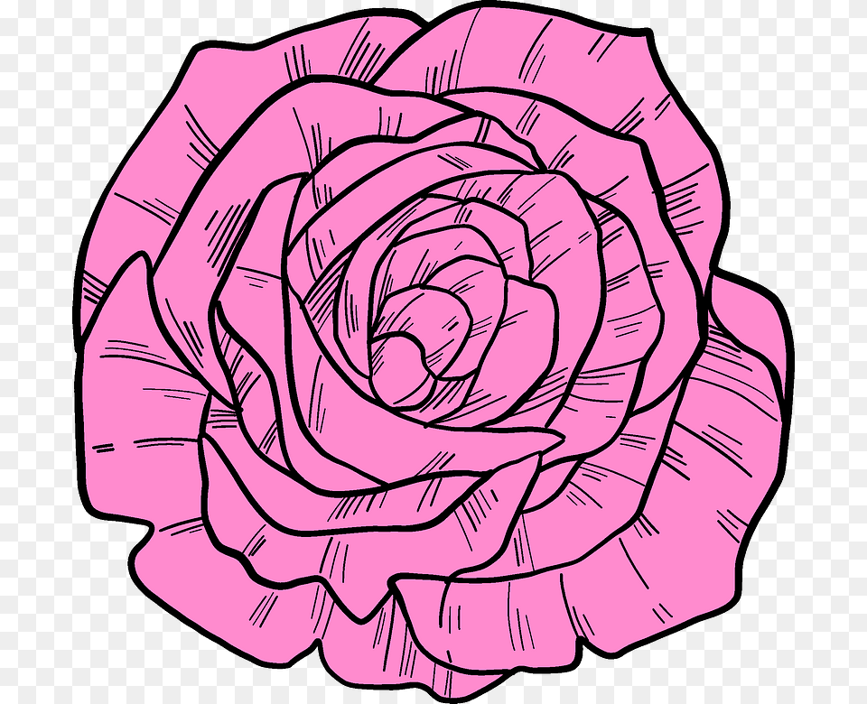 Hybrid Tea Rose, Flower, Plant, Carnation, Art Free Transparent Png