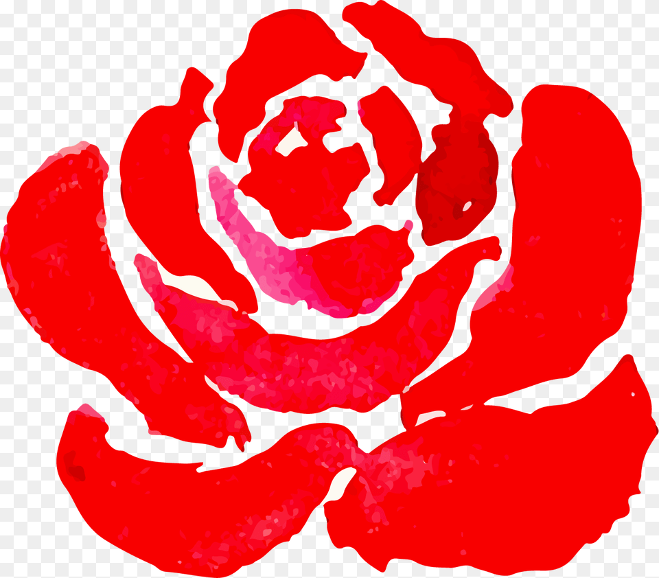 Hybrid Tea Rose 2011, Flower, Plant, Petal, Food Png Image