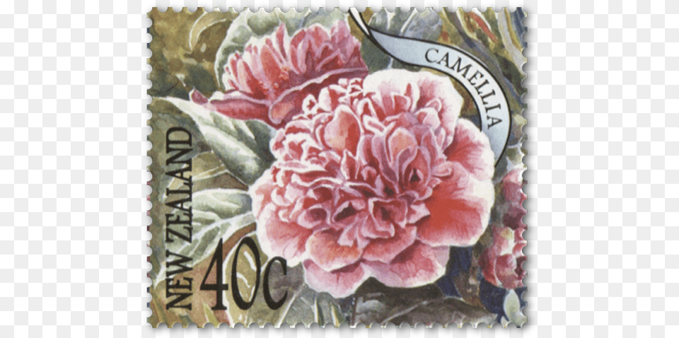 Hybrid Tea Rose, Postage Stamp, Flower, Plant, Carnation Png