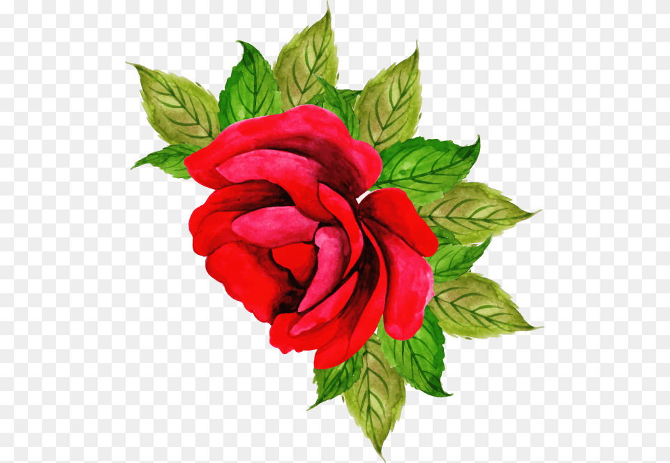 Hybrid Tea Rose, Flower, Leaf, Plant Png Image