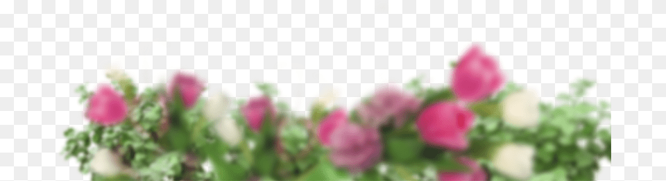 Hybrid Tea Rose, Art, Flower, Graphics, Petal Free Png Download