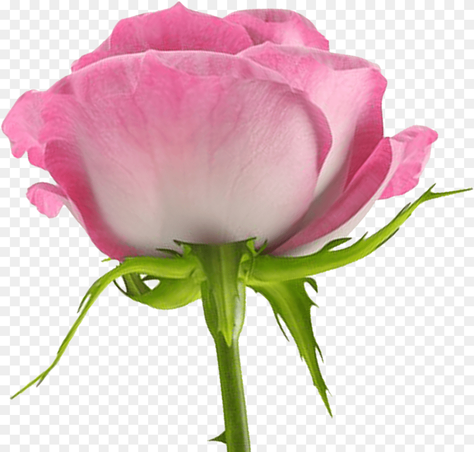 Hybrid Tea Rose, Flower, Petal, Plant Free Png Download