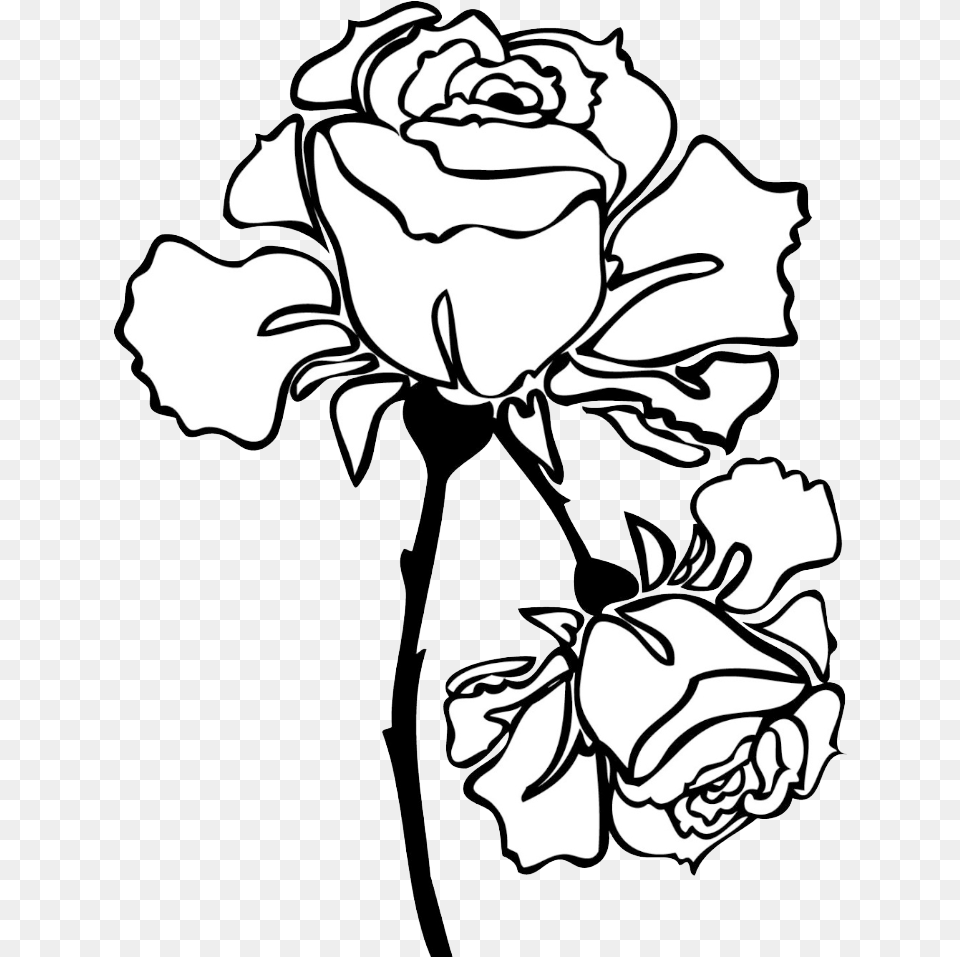Hybrid Tea Rose, Flower, Plant, Art, Baby Free Png