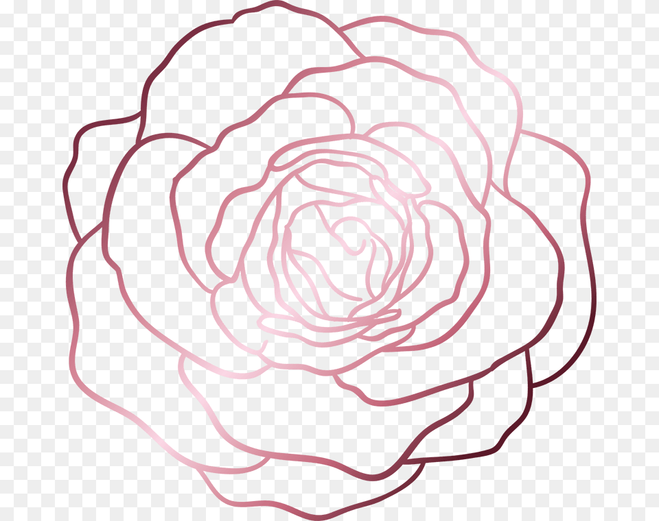 Hybrid Tea Rose, Flower, Plant Free Transparent Png