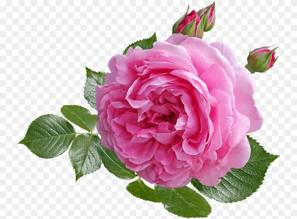 Hybrid Tea Rose, Flower, Geranium, Plant, Petal Free Png Download