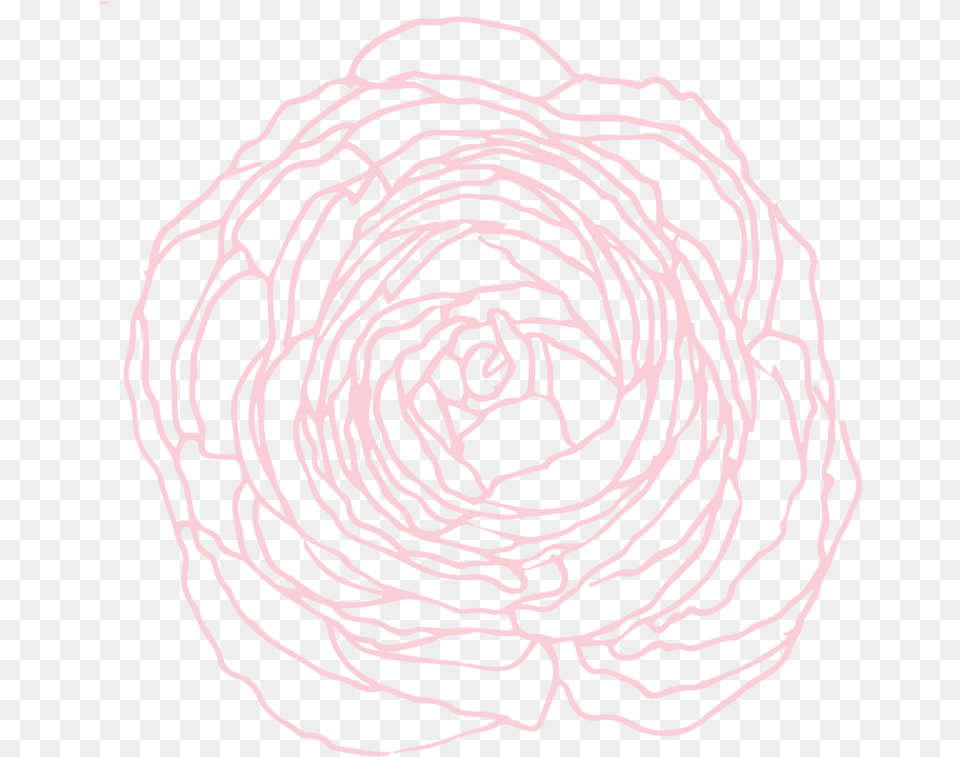 Hybrid Tea Rose, Animal, Mammal, Spiral, Wildlife Png