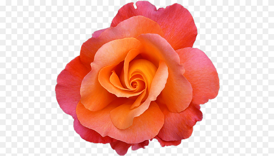 Hybrid Tea Rose, Flower, Petal, Plant Png