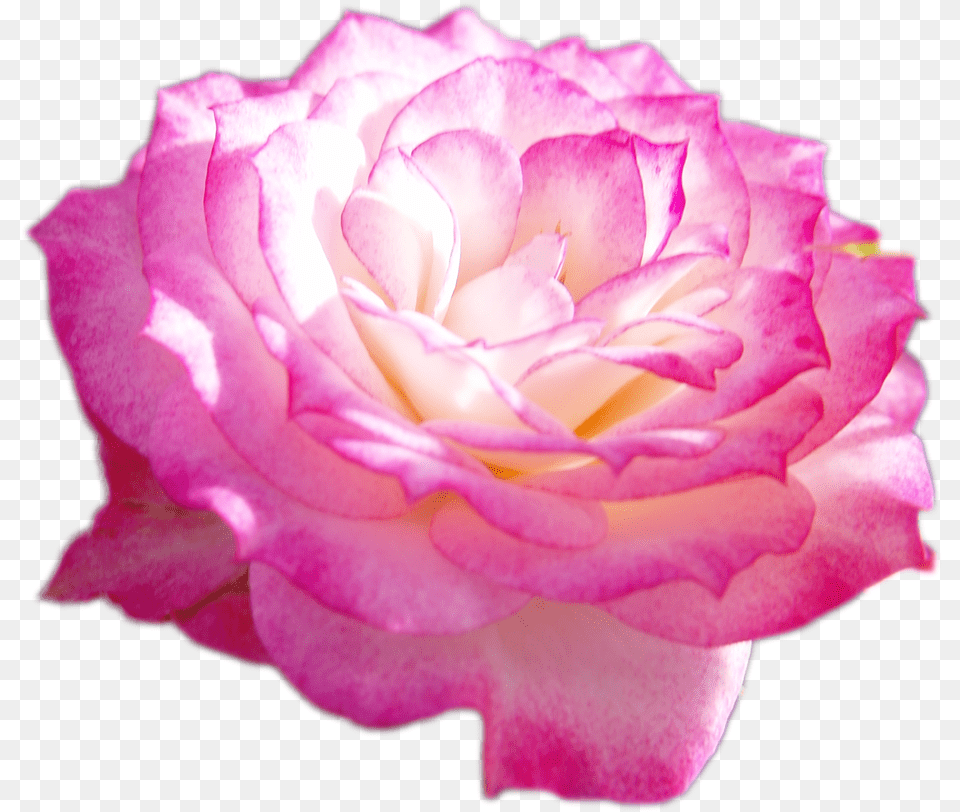 Hybrid Tea Rose, Flower, Petal, Plant, Carnation Free Png