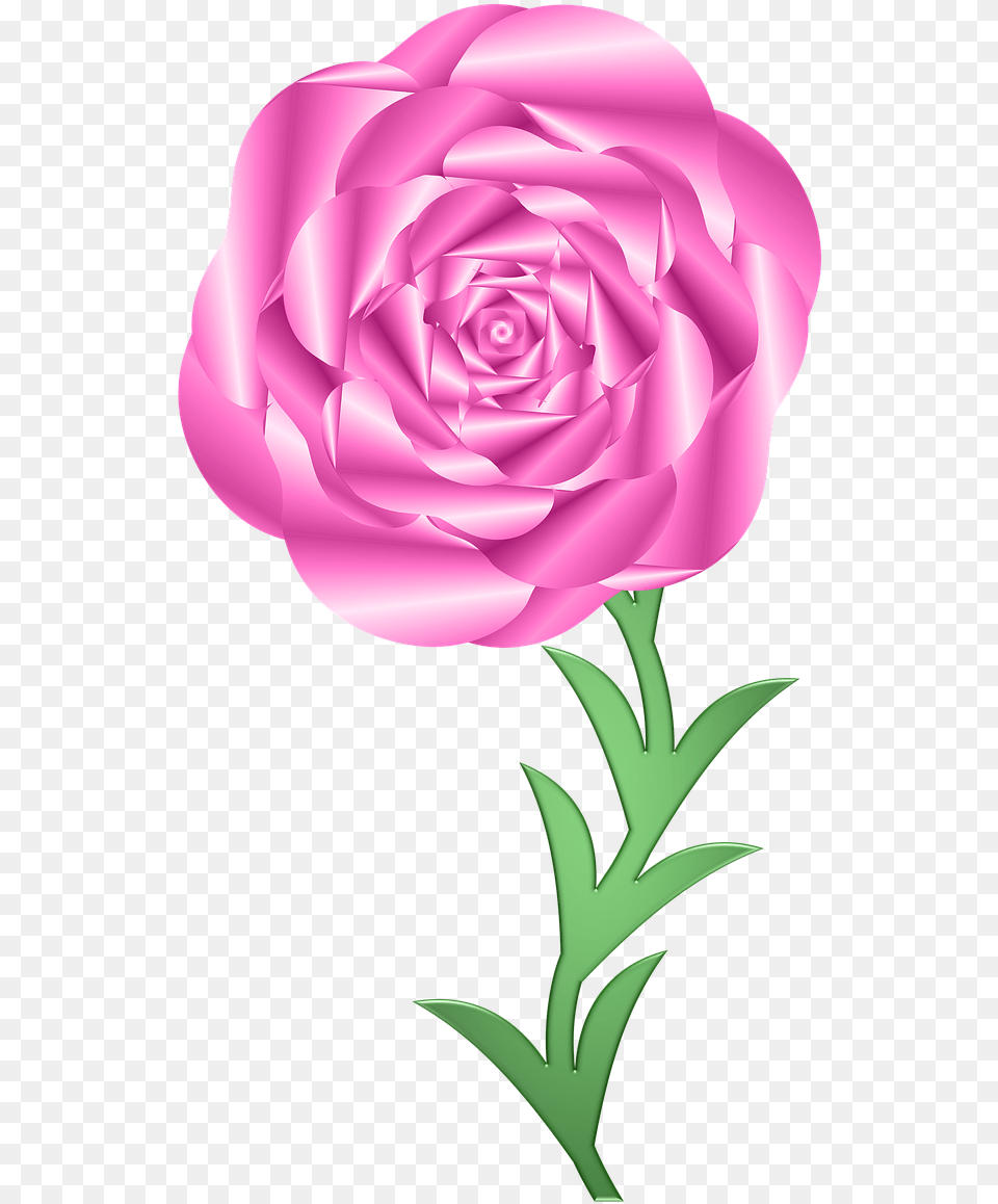 Hybrid Tea Rose, Flower, Plant, Carnation, Person Free Transparent Png