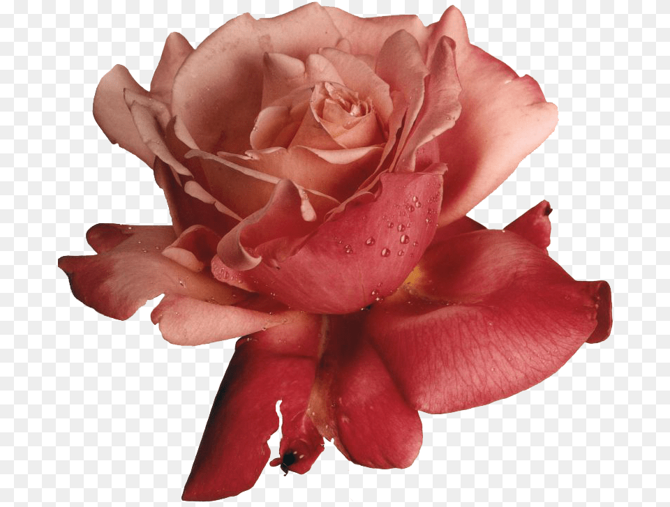 Hybrid Tea Rose Rubber Stampede Rose Stamp, Flower, Petal, Plant Free Transparent Png