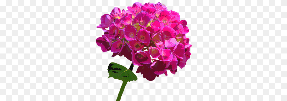 Hydrangea Flower, Flower Arrangement, Flower Bouquet, Geranium Free Png Download