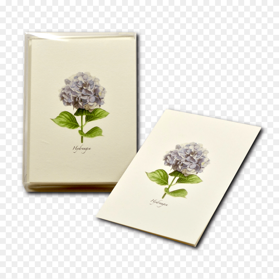 Hydrangea, Flower, Plant, Envelope, Greeting Card Png Image