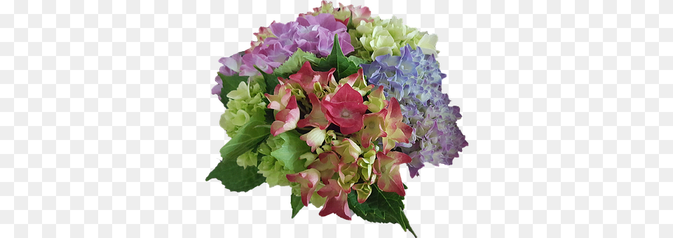 Hydrangea Art, Floral Design, Flower, Flower Arrangement Free Png Download