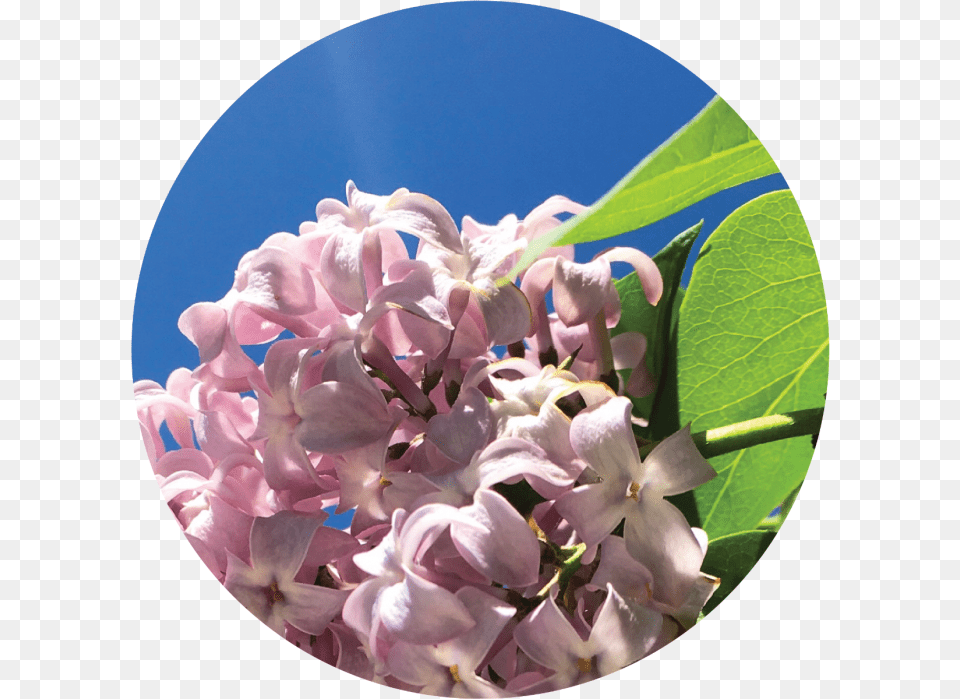 Hydrangea, Flower, Geranium, Petal, Plant Free Png