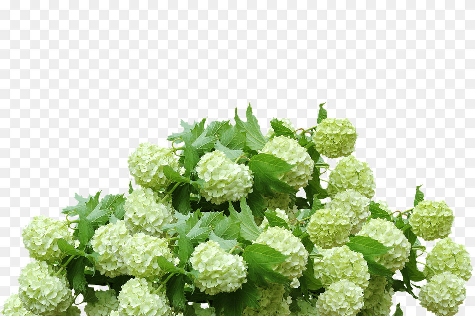 Hydrangea Art, Floral Design, Graphics, Leaf Free Png