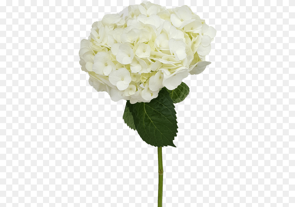 Hydrangea, Flower, Flower Arrangement, Flower Bouquet, Geranium Free Png