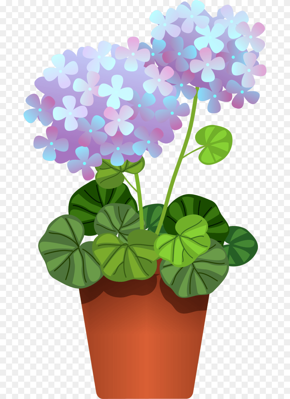 Hydrangea, Flower, Geranium, Plant Free Transparent Png