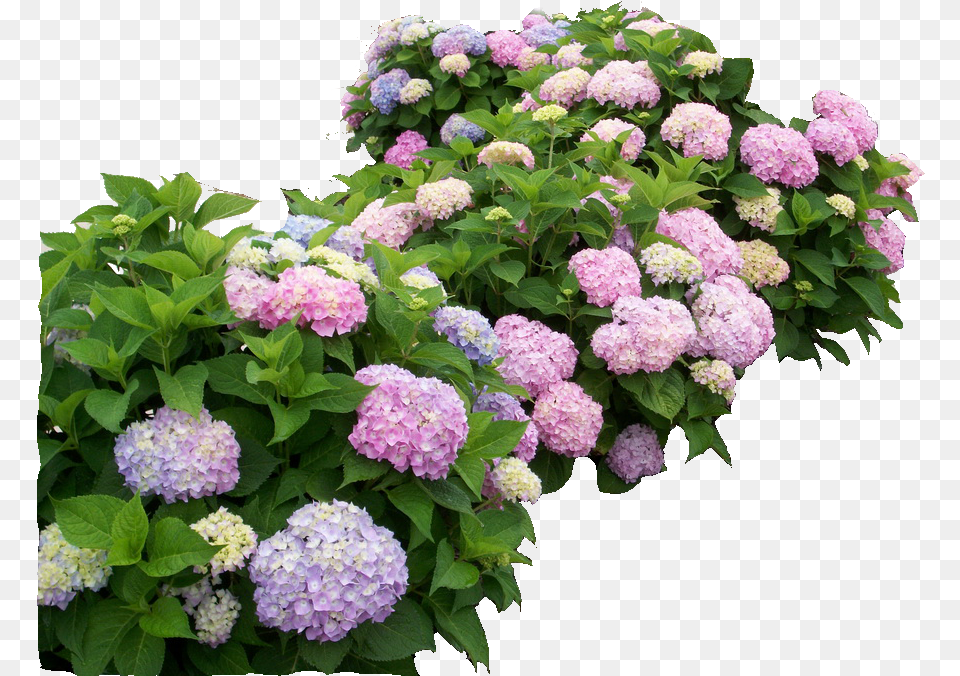 Hydrangea, Dahlia, Flower, Geranium, Plant Free Png Download