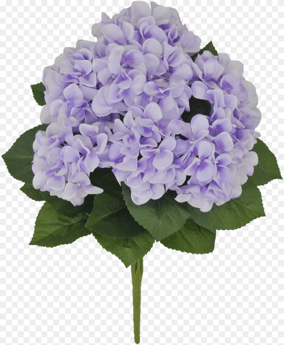 Hydrangea, Flower, Geranium, Plant, Lilac Free Png