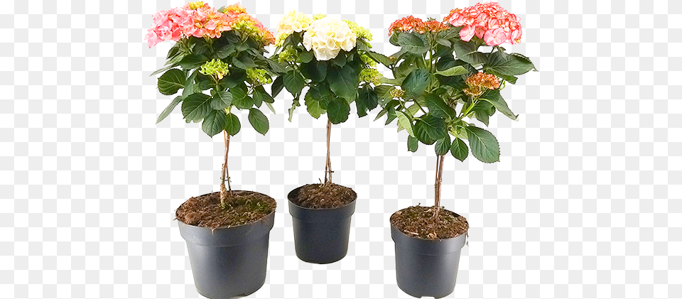 Hydrangea Altanova Flowerpot, Flower, Flower Arrangement, Geranium, Plant Free Png Download