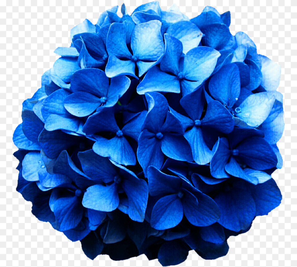 Hydrangea Blue Hydrangea, Plant Free Png