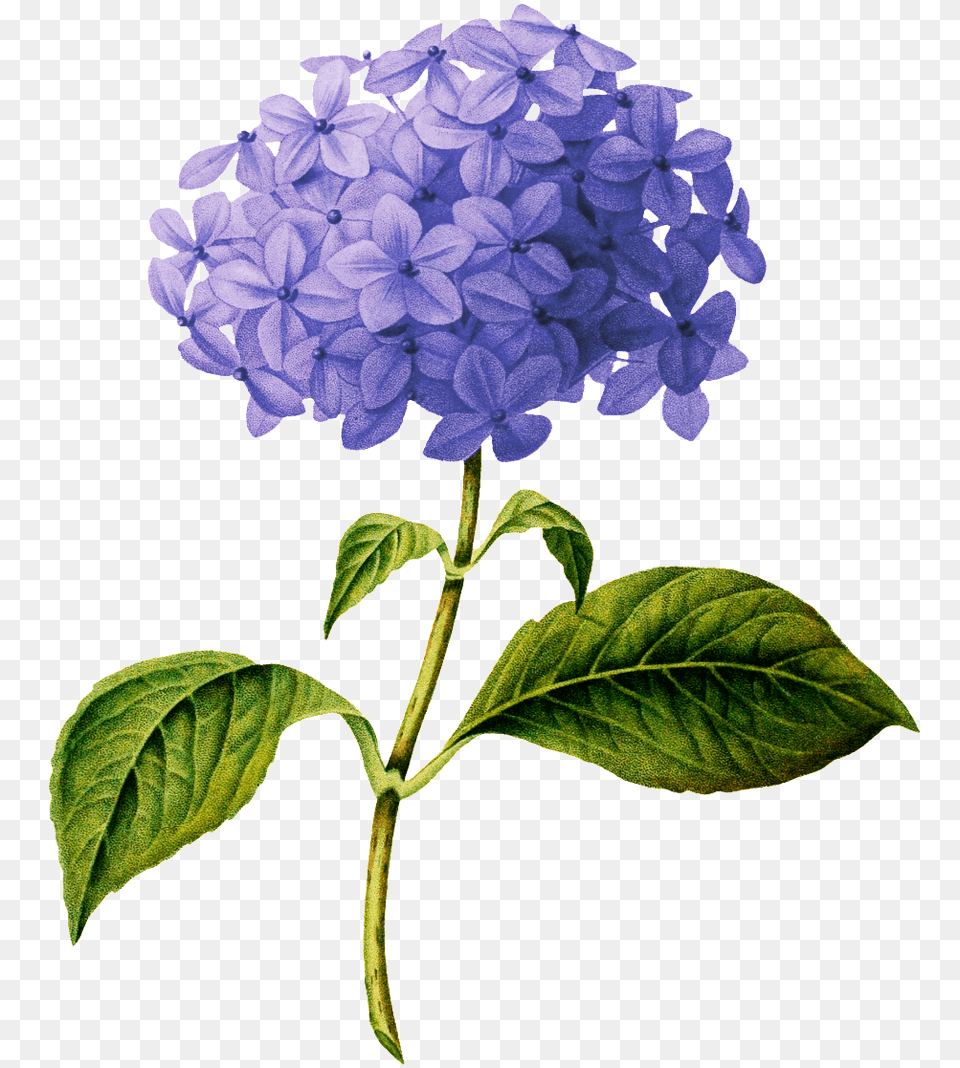 Hydrangea Botanical Drawing Transparent Purple Flower Drawing, Acanthaceae, Geranium, Plant Png Image