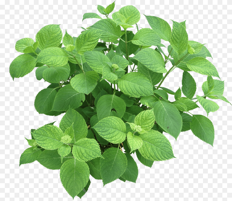 Hydrangea Branch For Renderings Does Parsley Look Like, Herbal, Herbs, Leaf, Mint Free Transparent Png